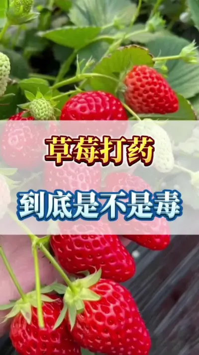 草莓打药，到底是不是毒#草莓育苗技术交流 #草莓种苗 #草莓种植技术交流