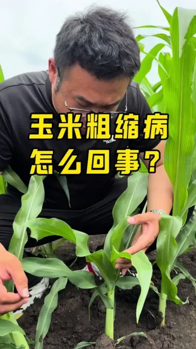 玉米粗缩病 引起玉米粗缩病的三个原因#农业种植 #种植技术 #玉米种植管理