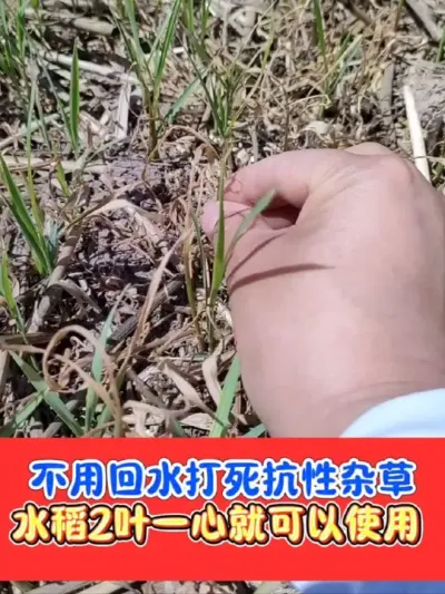 不用回水打死水稻田抗性杂草 水稻两叶一心后使用，把草上下打匀打透，无需回水打死抗性稗草千金马唐牛筋草#高温干田除草剂 #水稻种植 #水稻除草剂 #除草剂 #农资肥料