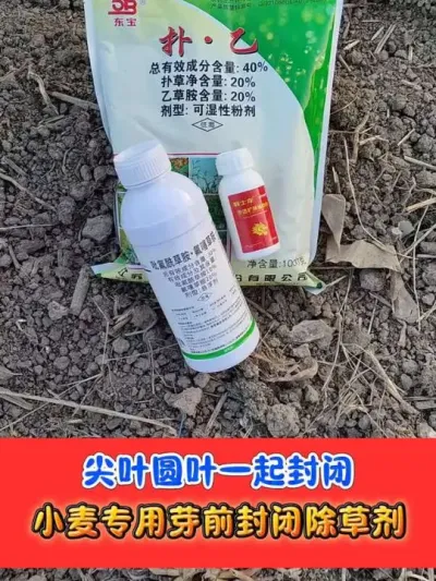 小麦田芽前封闭天花板 #小麦封闭除草剂 #小麦种植