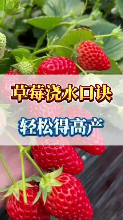 草莓浇水口诀，轻松高产#种植草莓 #草莓育苗技术交流