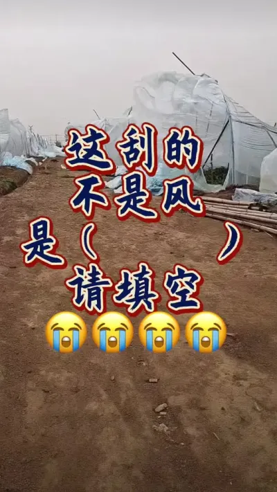 #西瓜种植 #增产增收才是硬道理 这刮的不是风