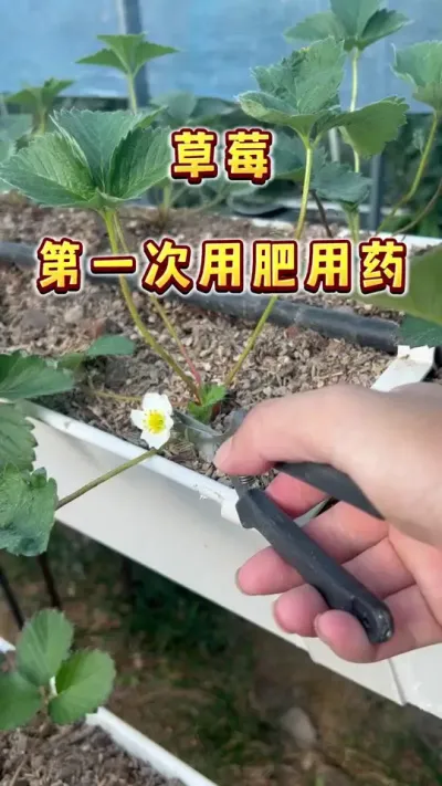 草莓第一次用肥用药，打好基础后期长势才会好#草莓 #盆栽草莓 #家庭种植 #草莓自由#内容启发搜索