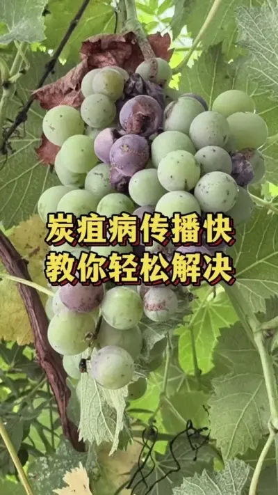 炭疽病传播快，教你轻松解决#优质农产品 #葡萄种植 #三农种植
