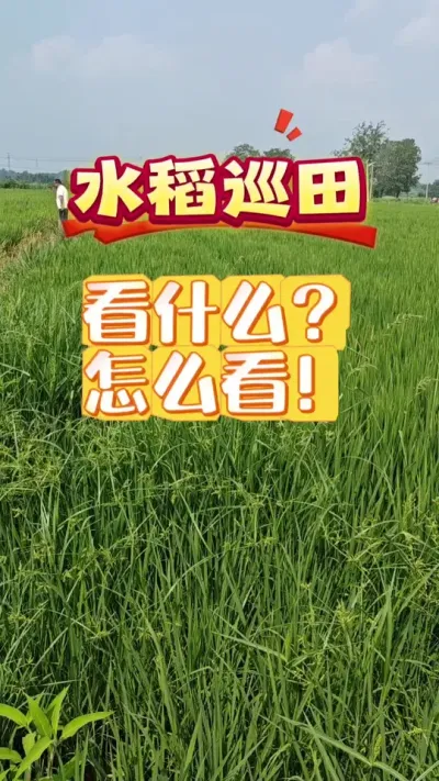 #三农 #种植小技巧 #水稻种植