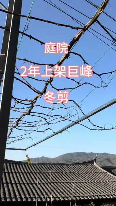家庭种植葡萄冬剪当然要怂一点。院子里的2年巨峰要冬剪了#园艺生活 #庭院葡萄 #家庭种植 #冬剪