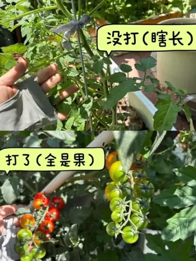 再也不敢不打侧枝了！番茄的一生真的是在不断的打侧枝😅#阳台种植 #种植小技巧 #小番茄 #种菜 #我的小菜园