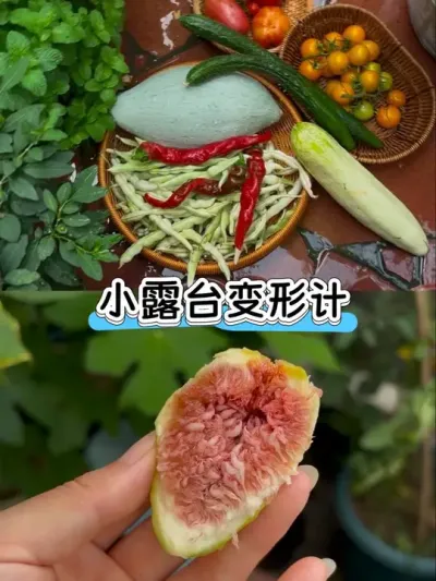 糟糕😰露台逐渐从菜园变成果园了😅#阳台种植 #新࿆鲜࿆采࿆摘 #种植小技巧 #无花果 #日常vlog