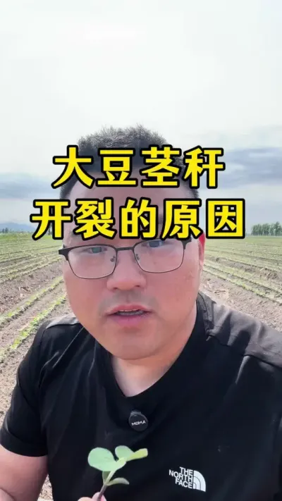 大豆增产技术 大豆茎秆开裂的原因#农业种植 #大豆种植技术