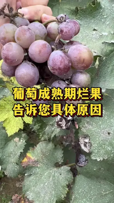 葡萄成熟期烂果，告诉您具体原因#优质农产品 #农业种植 #三农种植