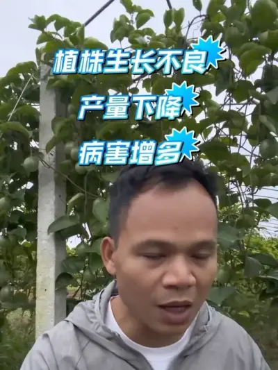 百香果同一个地块能种几年？#百香果种植基地 #百香果种植技术 #种百香果教程