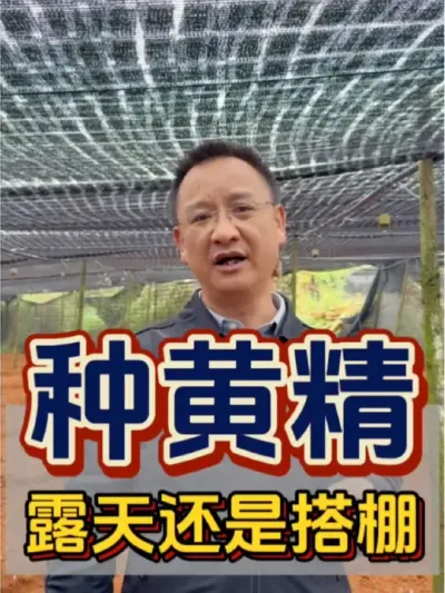 种黄精 黄精种植，究竟是露天种植好一点？还是搭棚种植好一点？具体情况得具体分析，要因地制宜最合适。#农业 #三农 #黄精 #露天种植 #因地制宜