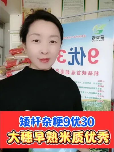 高产圆粒杂交粳稻9优30 矮杆王👑9优30，圆粒高产杂粳稻，早熟大穗，出米率高，高产二级优质米，好吃好卖产量高#农资肥料 #三农种植 #水稻 #水稻种植 #9优30