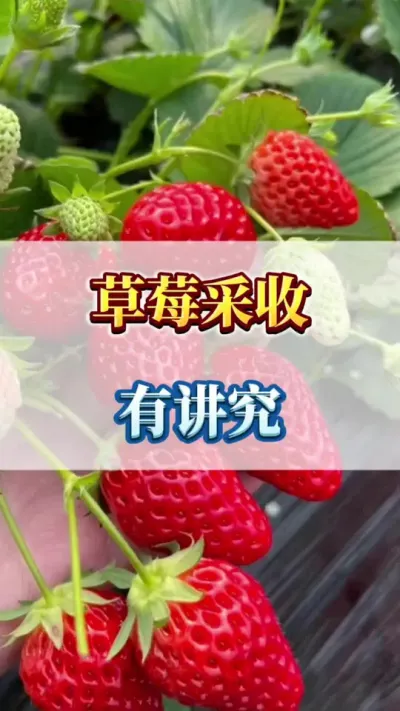 草莓采收，有讲究#农业种植 #三农 #优质农产品