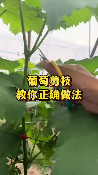 葡萄剪枝，教你正确做法#农业种植 #三农 #葡萄种植