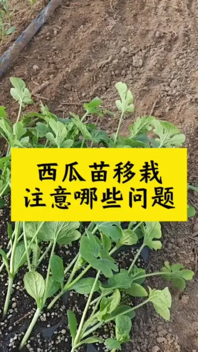 西瓜苗移栽注意哪些问题#西瓜种植 #种植技术 #瓜苗种植 #大棚西瓜 #西瓜种植技术