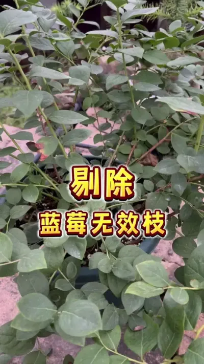 听说你种蓝莓管不住手，老想剪点什么&hellip;&hellip;来，这种枝条你可以随时剪。下期分享从小打造好的蓝莓树形#盆栽蓝莓#蓝莓修剪 #家庭种植 #楼顶果园#内容启发搜索