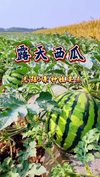 #西瓜种植 #西瓜管理 #增产增收才是硬道理 #露天西瓜