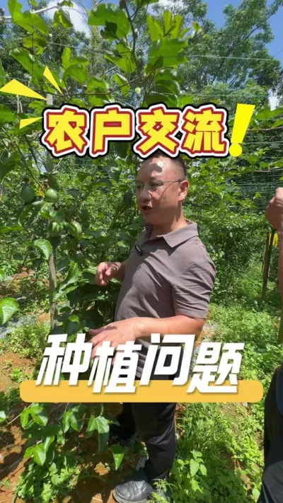种植有问题，随时欢迎评论区留言或私信咨询，发哥24小时在线解答#百香果#农业技术推广#农业种植#种植技术