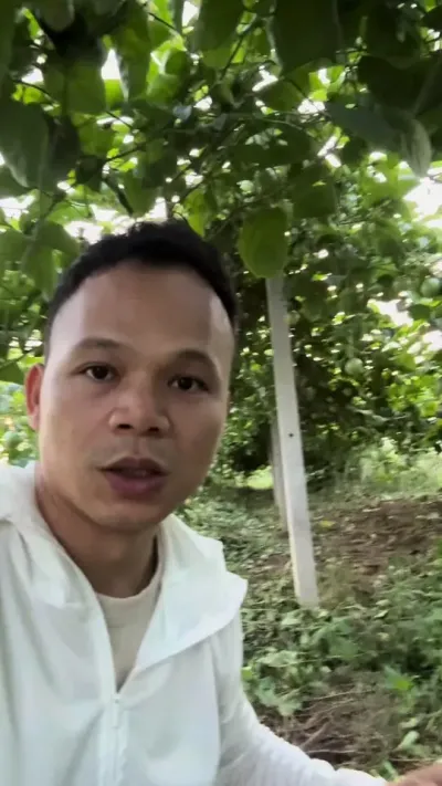 百香果种植关键是要做好预防#种百香果#百香果用肥管理 #黄金百香果种植技术