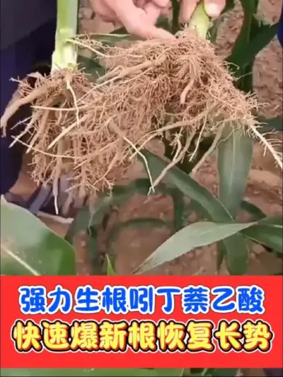 吲丁萘乙酸强力生根剂一亩地只要几毛钱 生根剂一瓶8块8，喷施10亩地，厂价直销#生根剂 #生根 #农资肥料 #农业种植 #生根壮苗