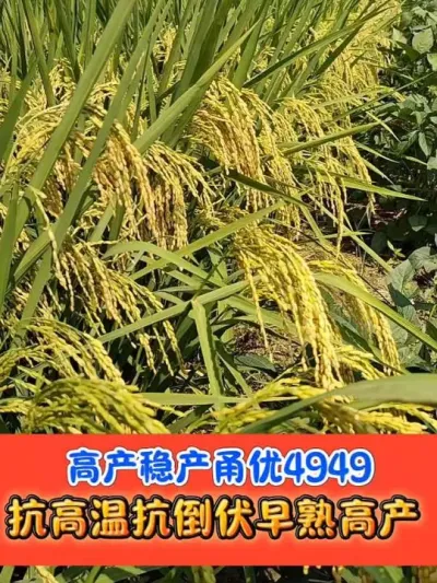 高产稳产不怕高温的甬优4949 籼粳交甬优4949，谁种都优秀#杂粳 #甬优4949 #水稻种植 #水稻 #农资肥料