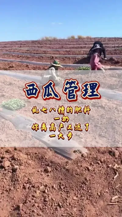 #西瓜管理#西瓜种植#知识分享 西瓜施肥减少乱七八糟的肥料用量，才是高产的终极绝招#增产增收才是硬道理 #病虫害防治