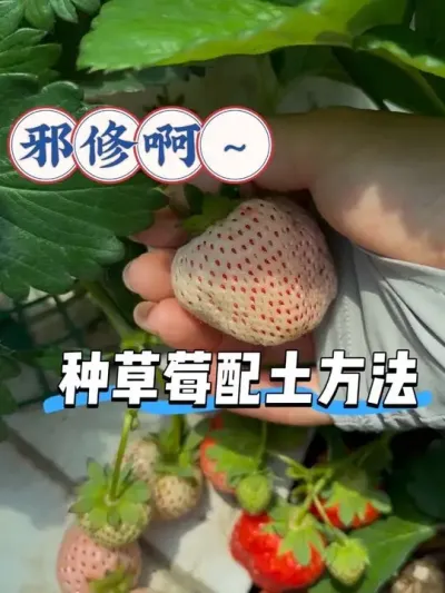 省钱又好用的种草莓配土方法！ 怪不得老手种草莓跟喝水一样简单！咱挖点不要钱的田园土回来自己配，不比买营养土便宜又放心吗！而且种草莓那是嘎嘎活啊，产量海高！#阳台种植 #种草莓 #盆栽草莓 #草莓配土 