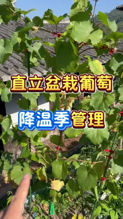 直立盆栽葡萄降温季管理#盆栽葡萄#葡萄#家庭种植 #楼顶果园#内容启发搜索