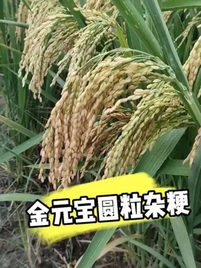 圆粒籼粳稻金元优812产量高受青睐 #金元优812 #杂粳 #水稻种植 #水稻管理 #农资肥料