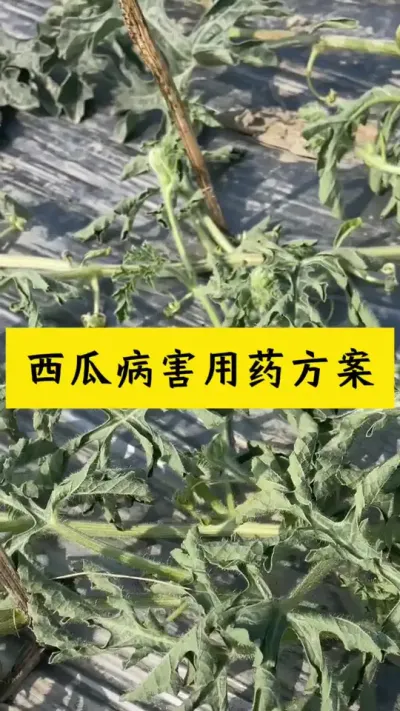 #西瓜种植 #西瓜种植#大棚西瓜#西瓜病害