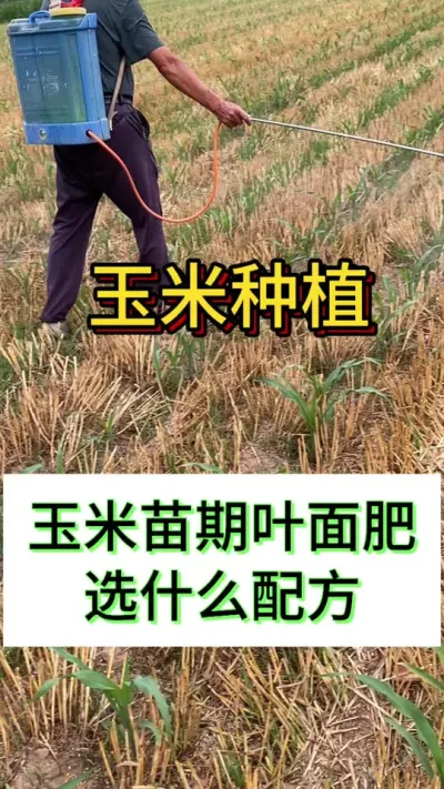玉米苗期叶面肥选什么配方#玉米种植#玉米管理#玉米高产