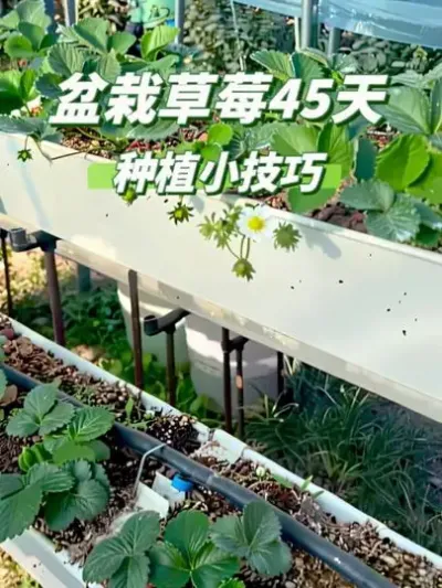 盆栽草莓45天#盆栽草莓 #草莓自由 #种植小技巧 #楼顶果园