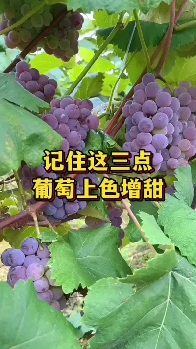 记住这三点，葡萄上色增甜#葡萄种植 #农业种植 #优质农产品