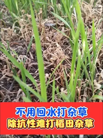 不用回水高温干田水稻田除草剂 防除水稻田抗性稗草，海绵稗，马唐，千金子，马唐#水稻除草 #水稻除草剂 #高温干田除草剂 #农资肥料 #农业种植