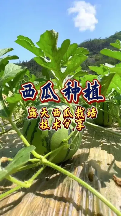 #西瓜种植 #瓜农不容易 #农业技术推广 #西瓜🍉 #服务三农支持三农