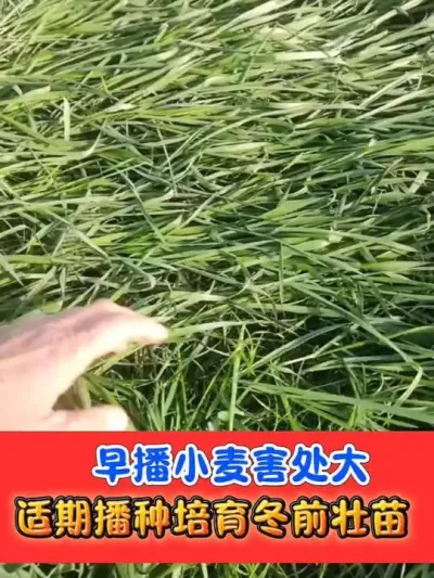 小麦播种过早害处大 今年霜降种麦正当时#小麦种植 #小麦播种 #小麦 #农资肥料