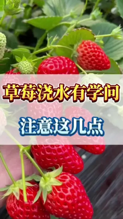 草莓浇水有学问，注意这几点#农业种植 #三农 #草莓苗育苗基地