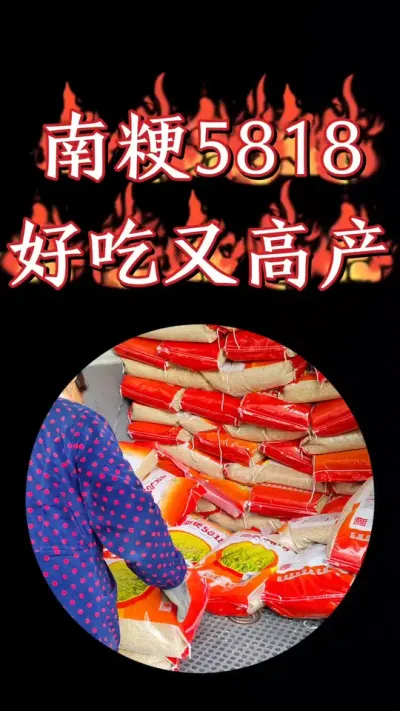 好吃高产的南粳5818粳稻品种又到货了，需要的抓紧抢啊#农资肥料 #农业种植 #水稻 #高产水稻品种 #水稻种植