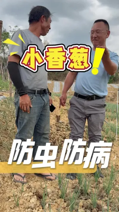 小葱种植很简单，防好虫，防好病，很快就能上市变现。#小葱种植#种植小技巧#农业技术推广