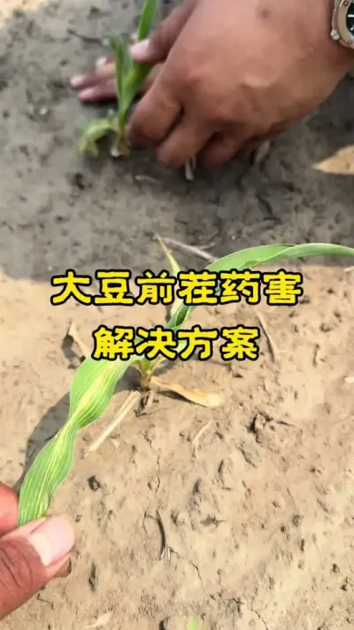 大豆前茬药害解决方案 前茬有药害，温度升高后用耘卫士+丙酰芸苔素#农技知识 #玉米种植技术