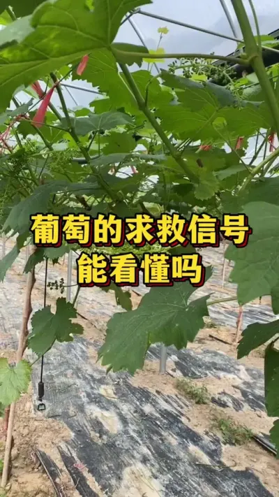 葡萄的求救信号，能看懂吗#农业种植 #优质农产品 #种植小技巧