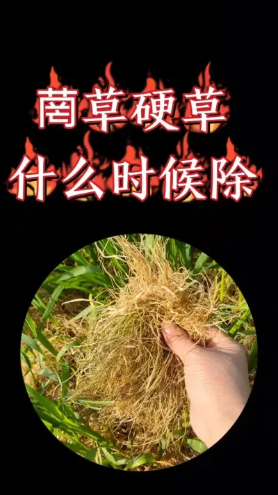 小麦田菵草硬草阔叶草一套搞定，省工省事效果好#小麦 #除草剂 #三农种植 #农资肥料 #小麦种植