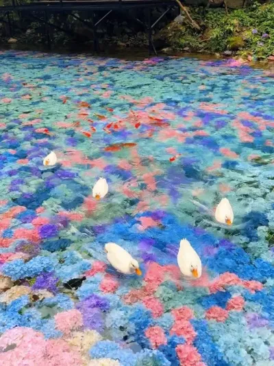 浪漫的绣球花海 你第一时间想分享给谁@