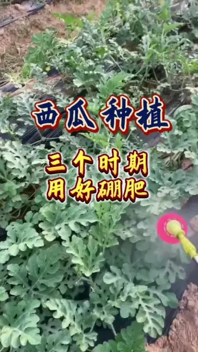 #西瓜种植 #增产增收才是硬道理 #病虫害防治 #农业技术推广