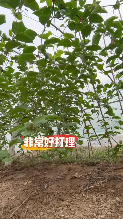 留住二级蔓的花芽花苞#种百香果教程 #种百香果 #技术分享