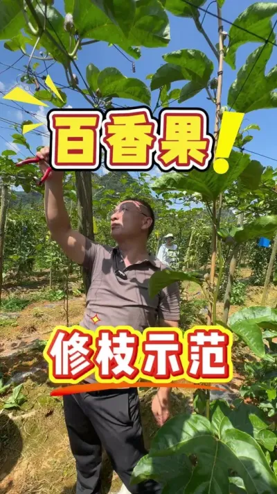 百香果的修枝示范，发哥现场行动演示。#百香果#修枝剪#农业技术推广#农业种植