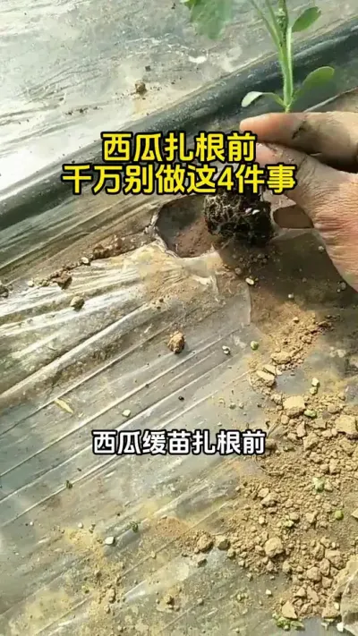 #西瓜种植 #西瓜管理#西瓜高产