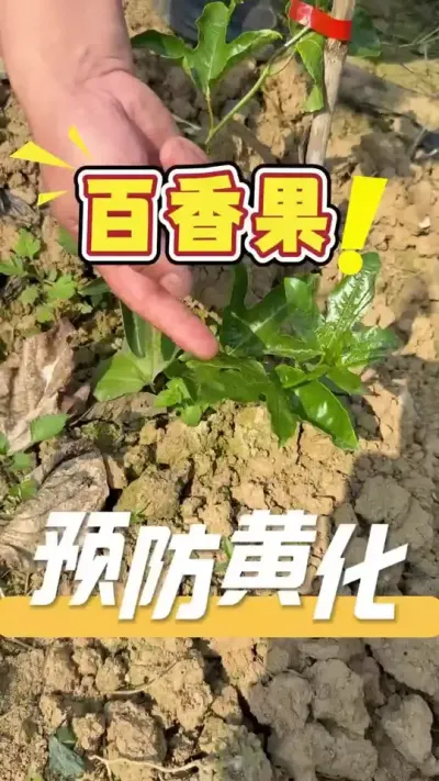 百香果苗期管理最大的问题就是&ldquo;黄化茏头&rdquo;，让发哥教您如何防治并处理好百香果黄化问题。#百香果#三农#农业技术推广#百香果苗期管理