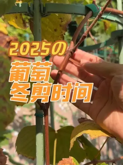 盆栽葡萄什么时候进行冬剪？葡萄冬剪时间选择。#盆栽葡萄 #寒香蜜 #葡萄修剪
